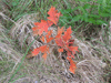 Another small, baby oak tree